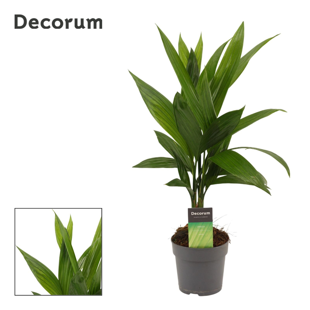 Areca Catechu 12 cm(Decorum).