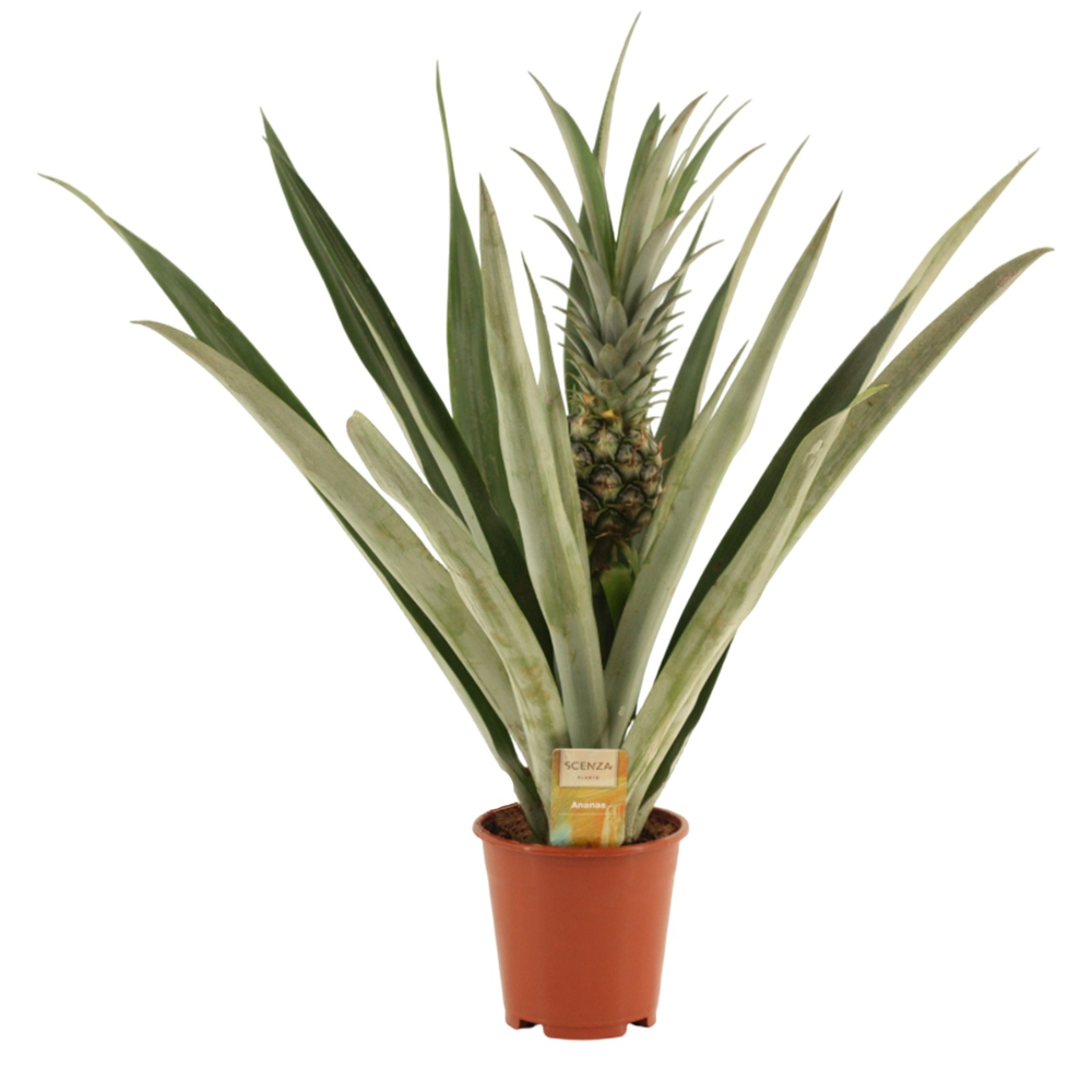 Ananas Champaca 14 cm.