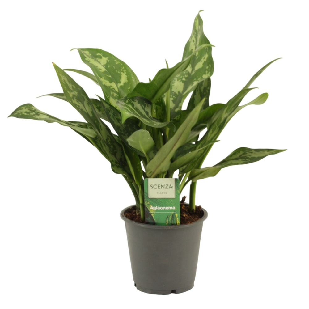 Aglaonema Maria 12 cm.