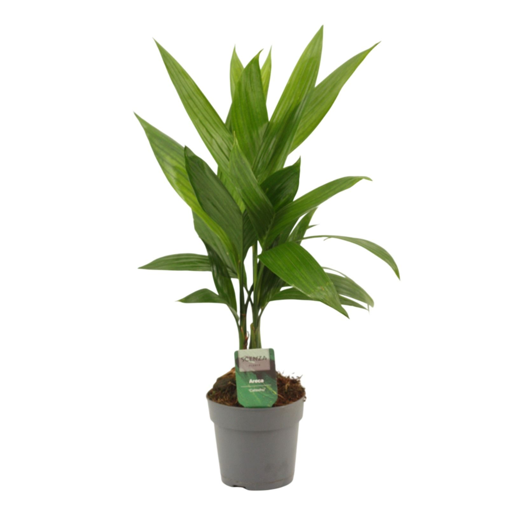 Areca Catechu 12 cm.
