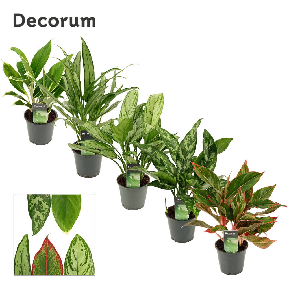 Aglaonema mix 12 cm (Decorum).