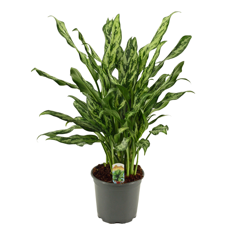 Aglaonema 17 cm Miss Julliette.