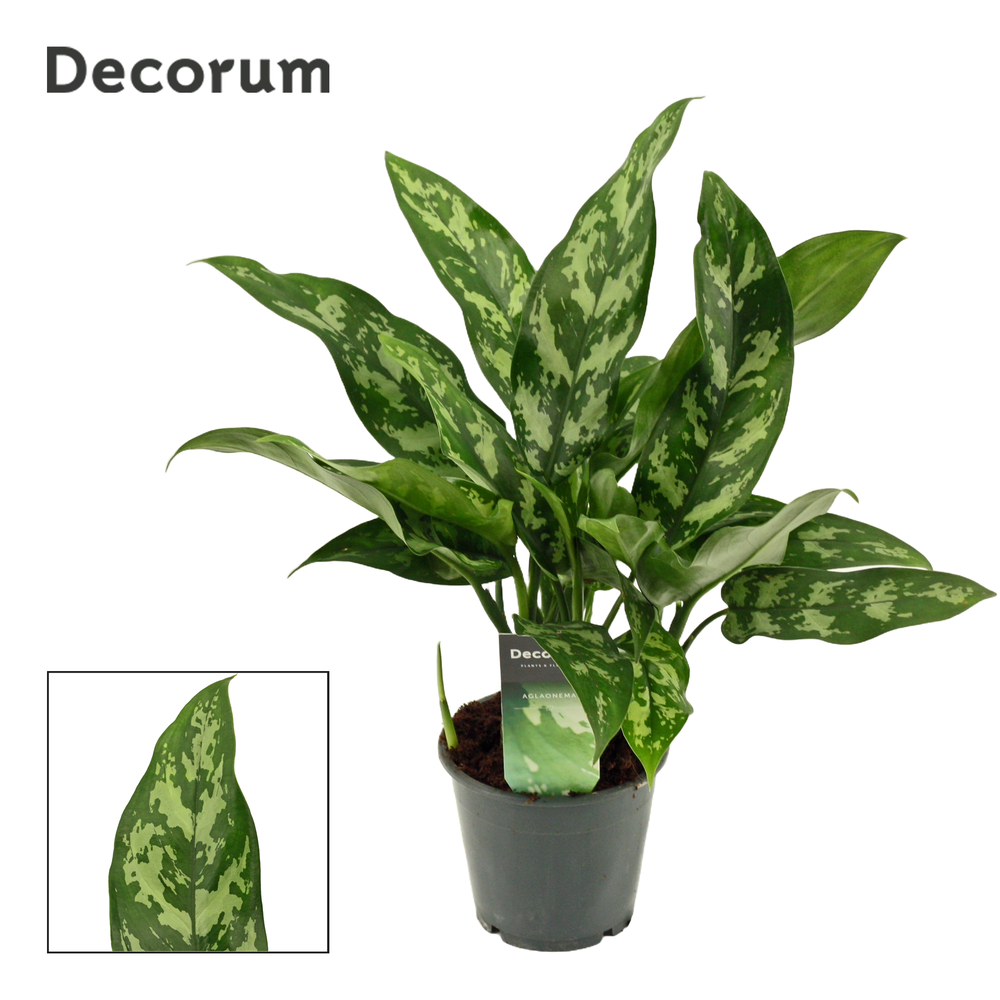 Aglaonema Maria 12 cm (Decorum).