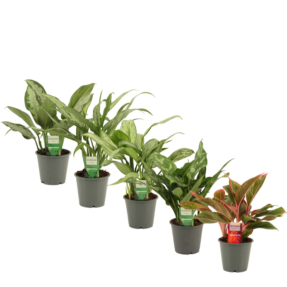 Aglaonema mix 12 cm.