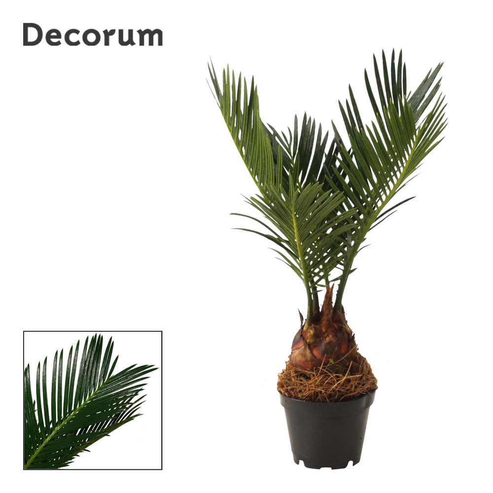 Cycas revoluta 6 cm, 3+ veren (Decorum).