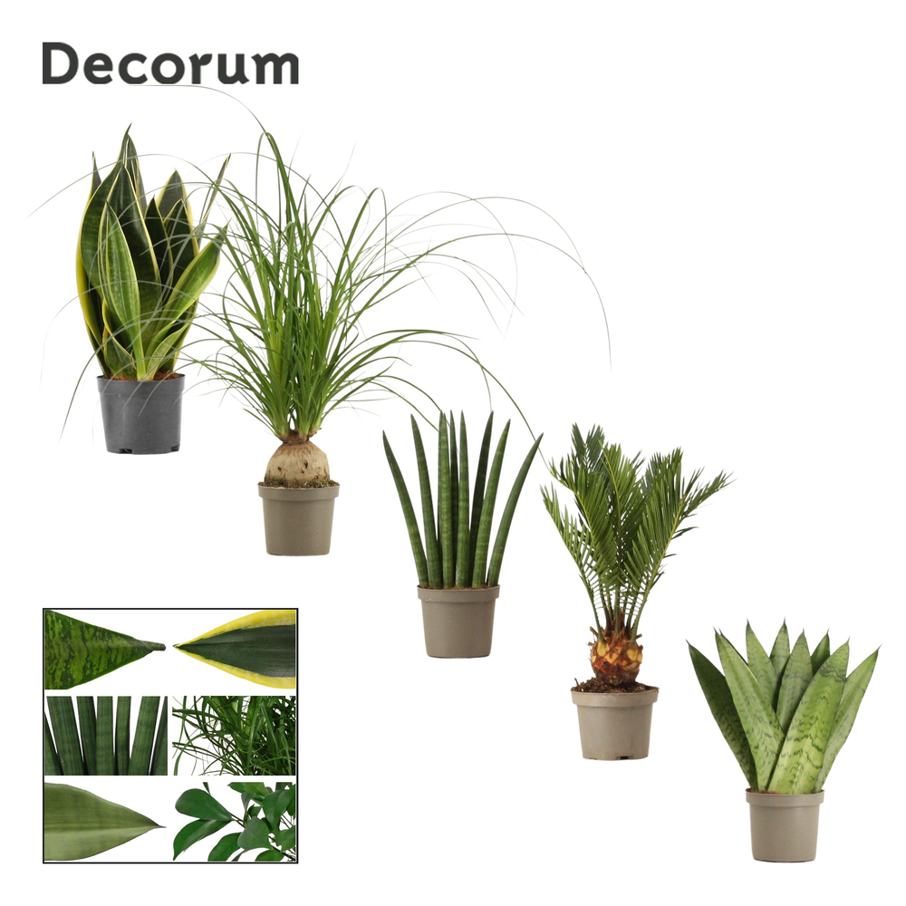 Groenmix 9 cm (Decorum).