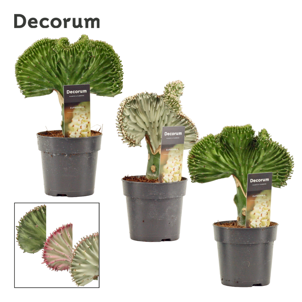 Euphorbia Lactea 12 cm (Decorum).