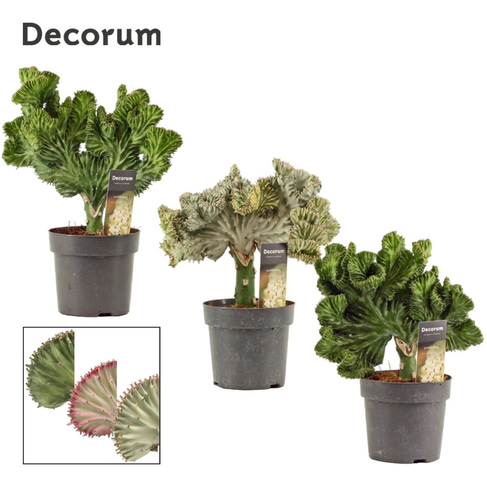 Euphorbia Lactea 14 cm (Decorum).
