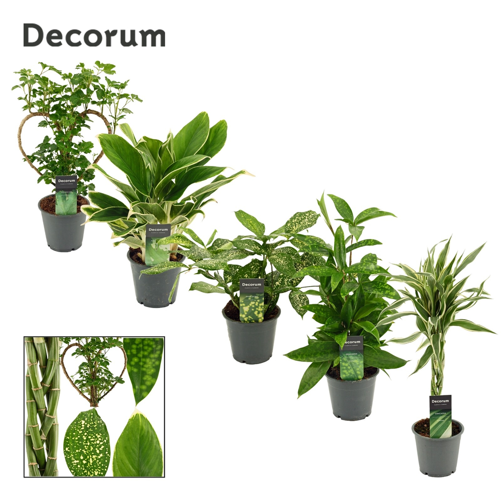 Green Extreme Mix 12 cm (Decorum).