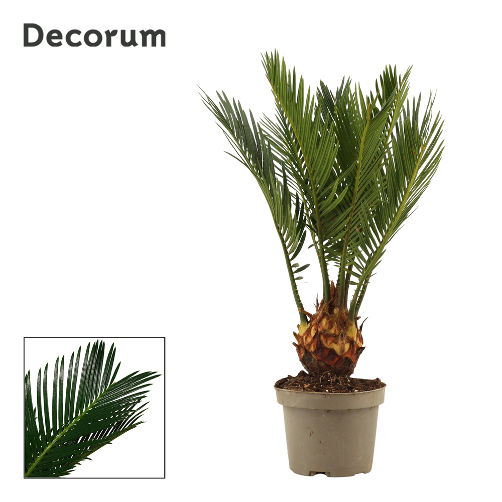 Cycas revoluta 9 cm, 4+ veren (Decorum).