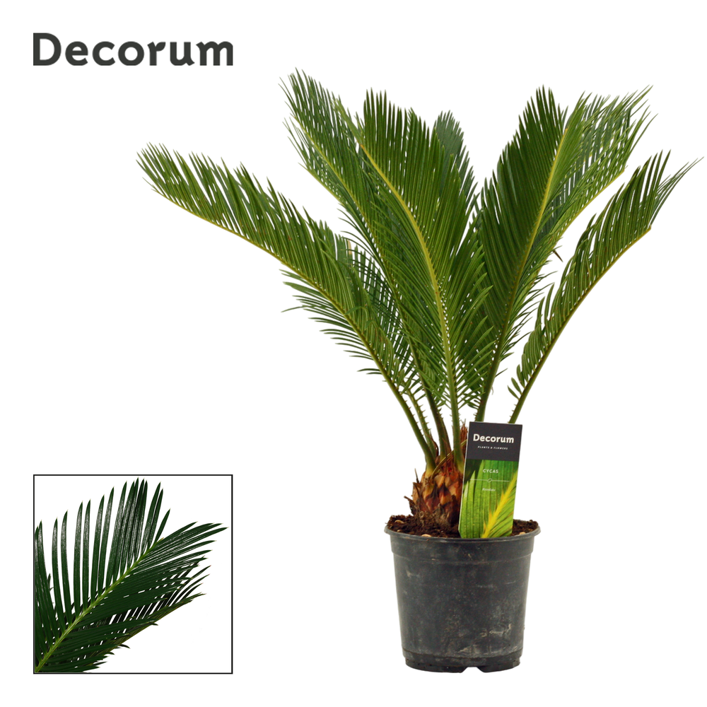 Cycas revoluta 14 cm, 10+ veren (Decorum).