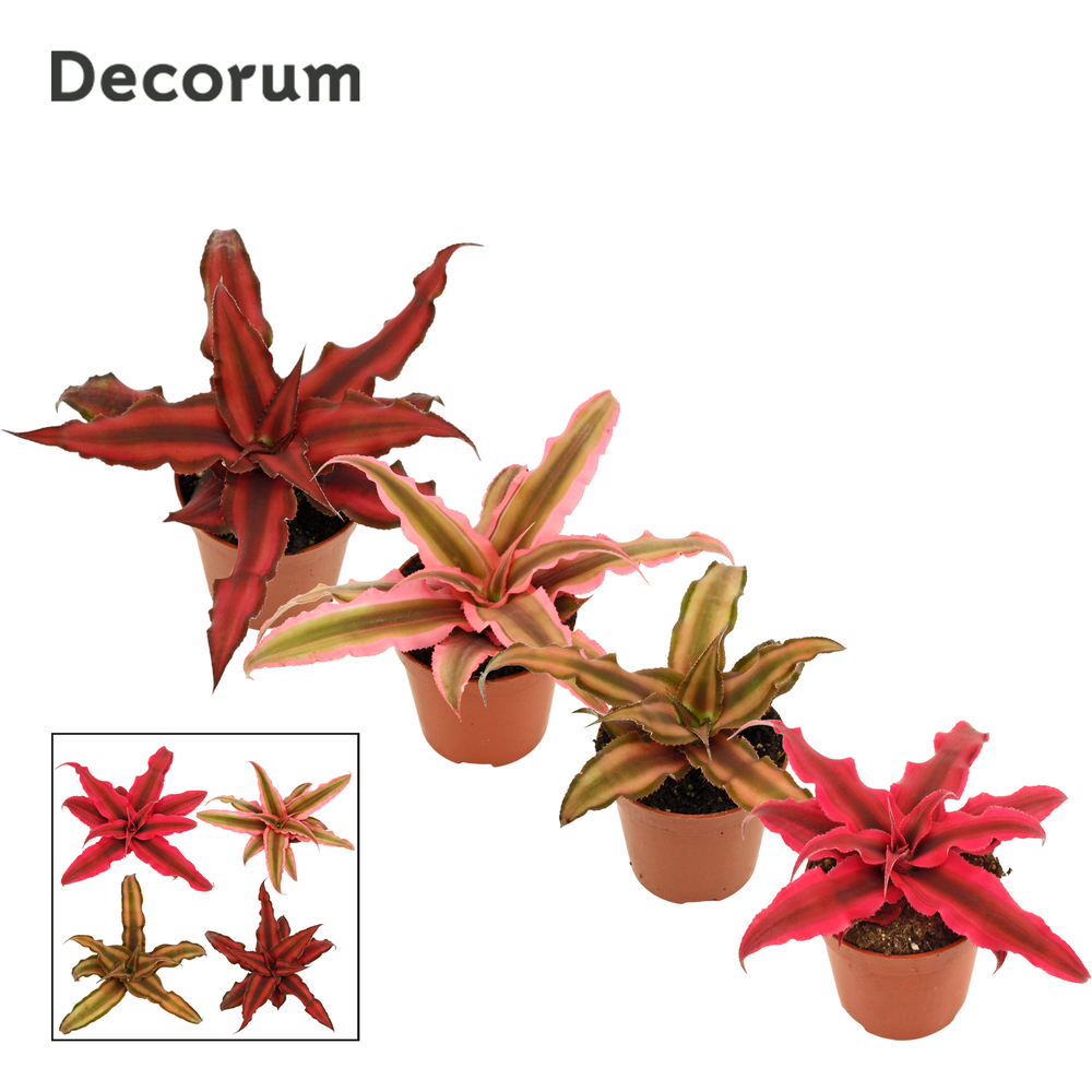 Cryptanthus 6 cm gemengd (Decorum).