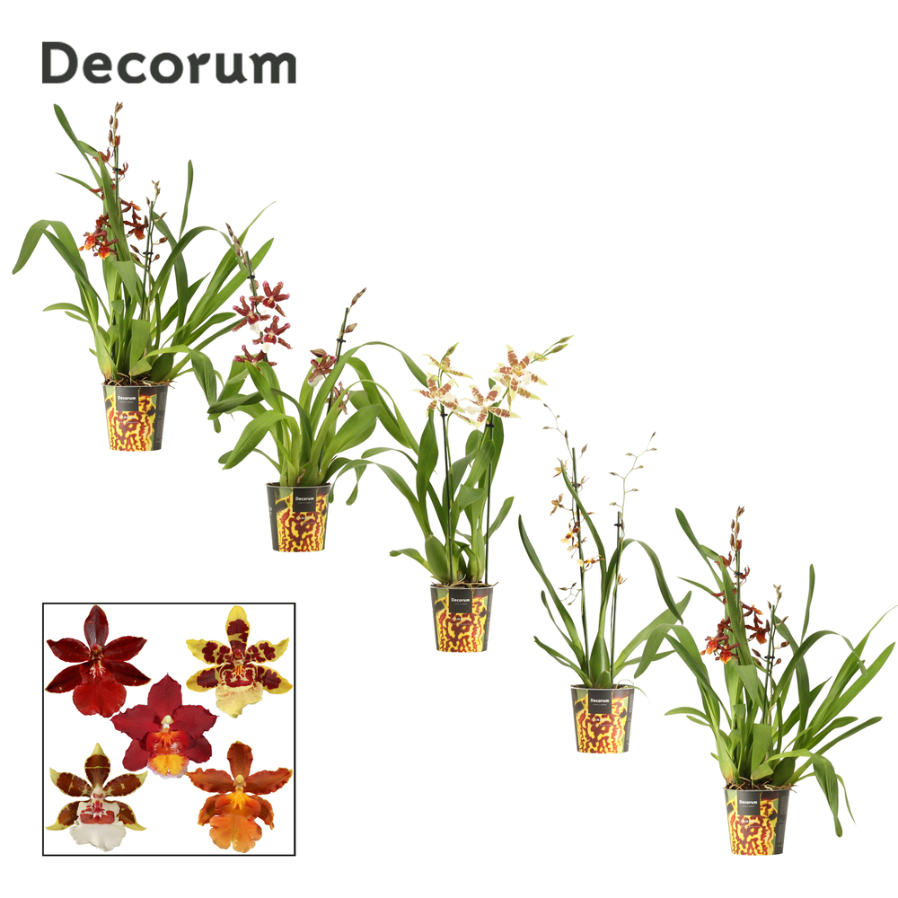 Cambria 2 tak mix (Decorum).