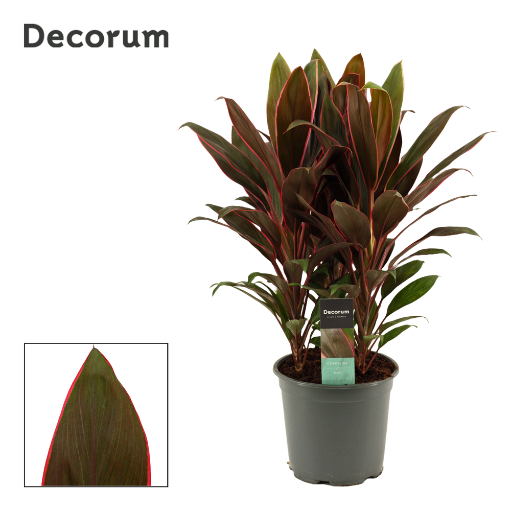 Cordyline Rumba Toef 19 cm (Decorum).