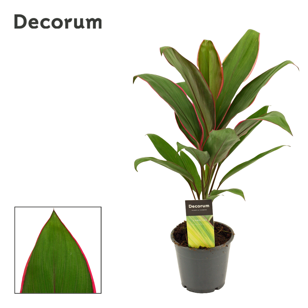 Cordyline Salsa 12 cm (Decorum).
