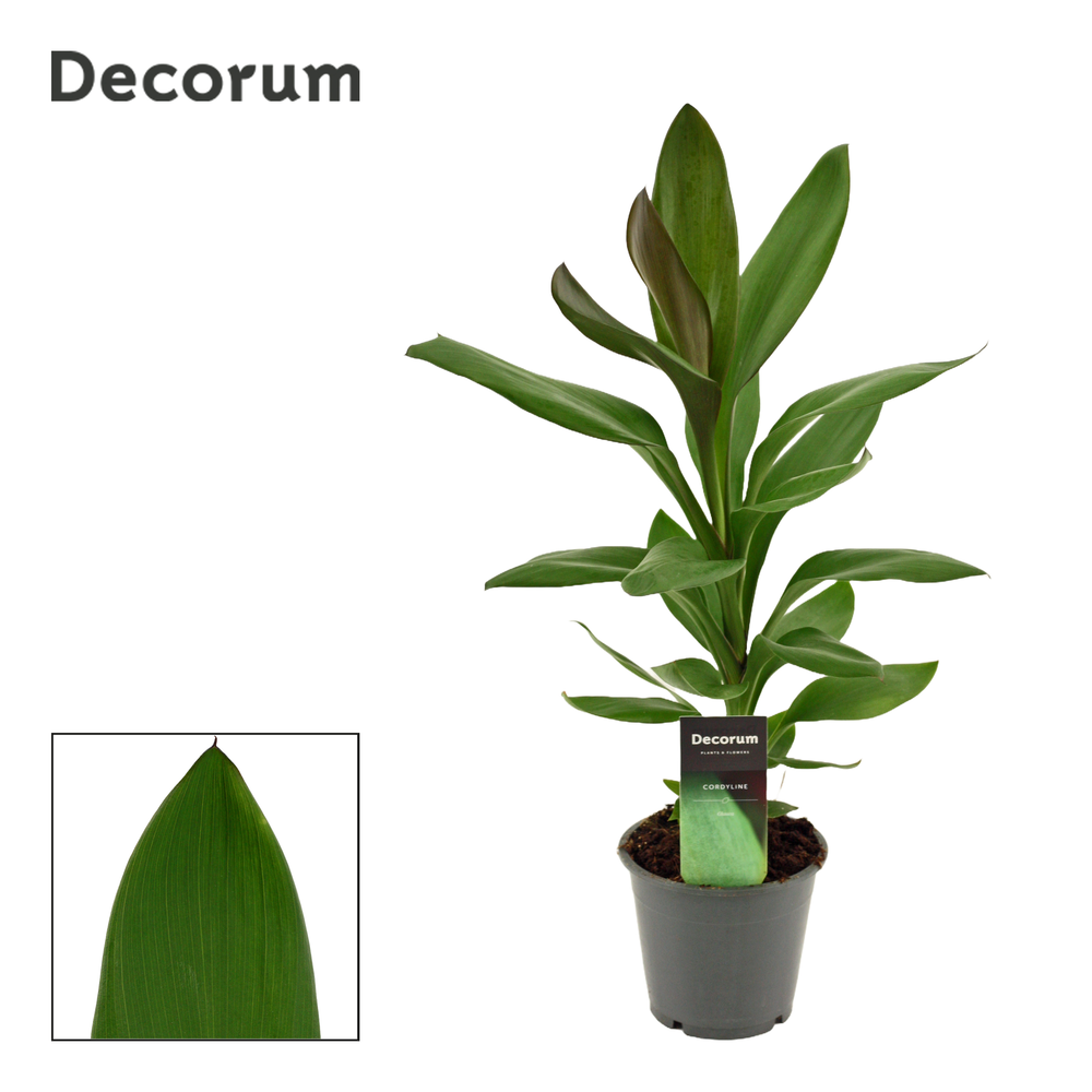 Cordyline Glauca 12 cm ( Decorum).