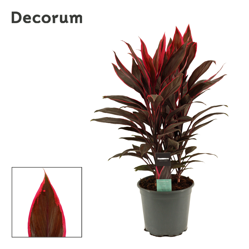 Cordyline Tango Toef 19 cm (Decorum).