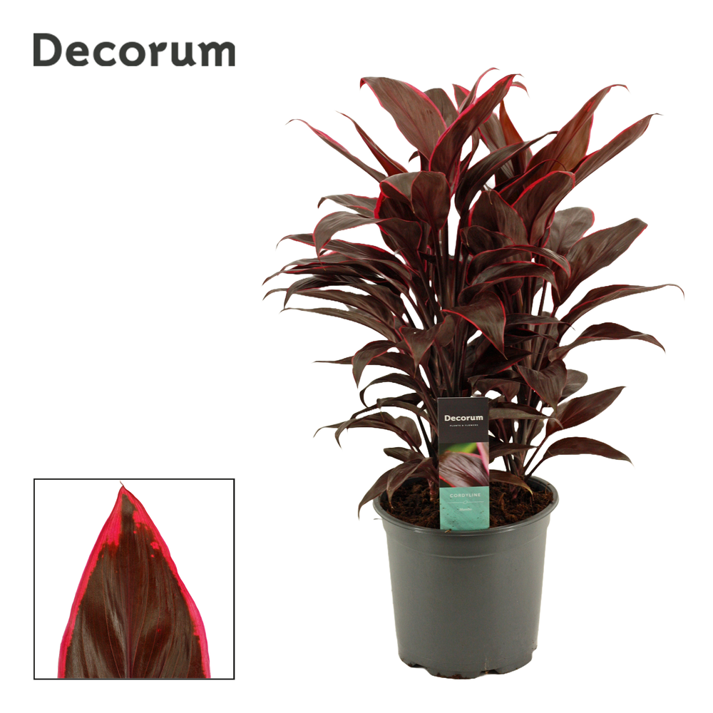 Cordyline Mambo Toef 19 cm (Decorum).