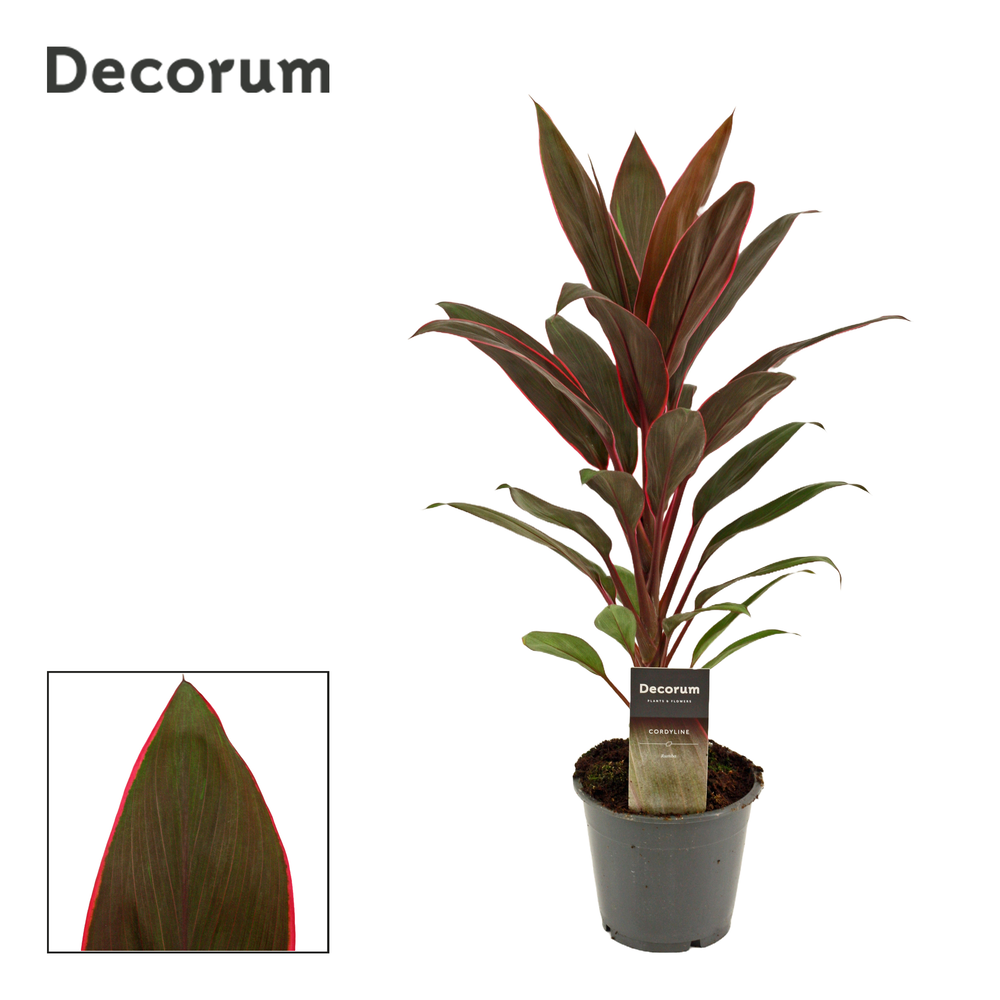 Cordyline Rumba 12 cm(Decorum).