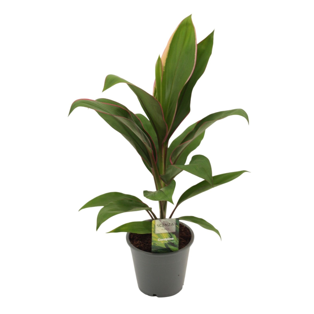 Cordyline Salsa 12 cm.