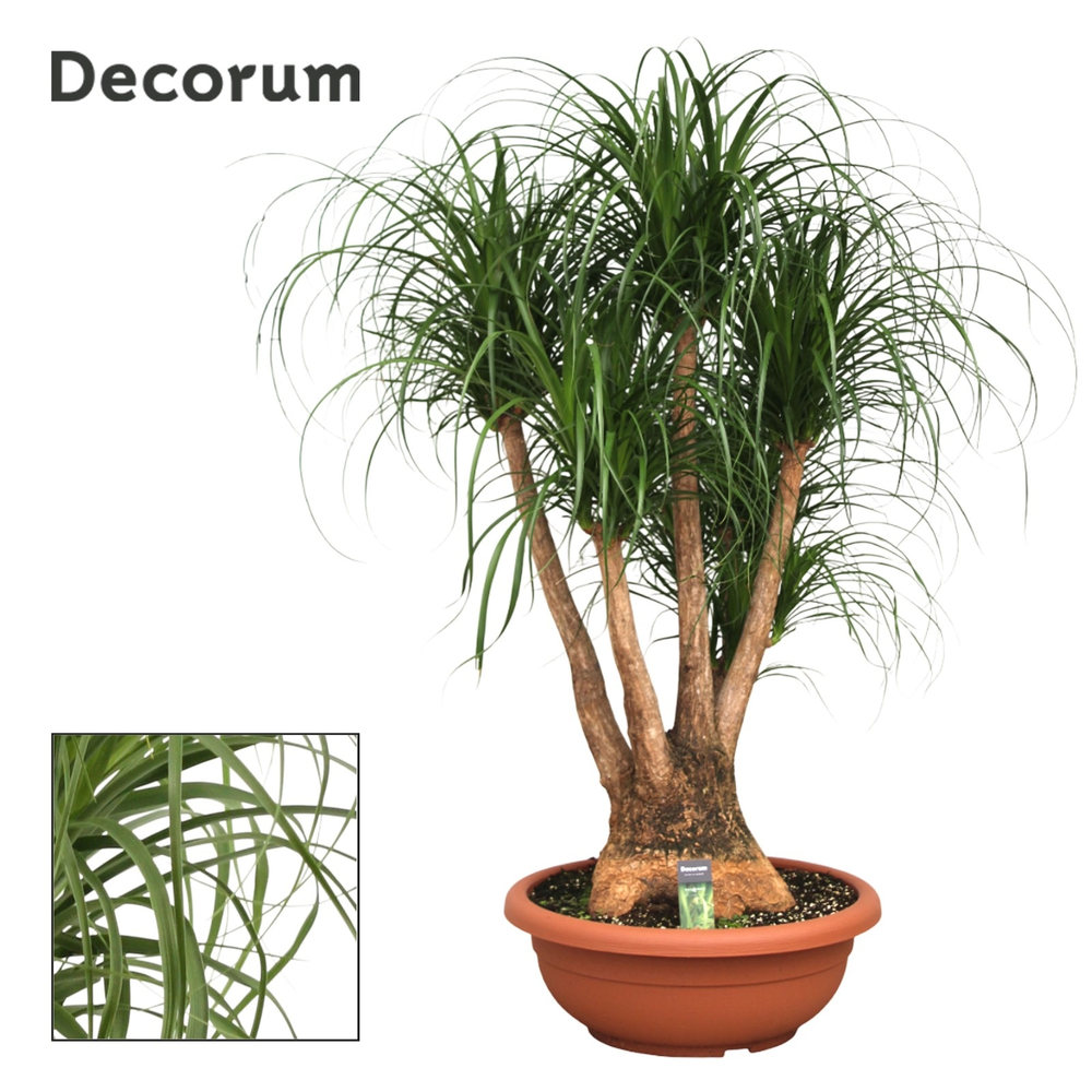 Beaucarnea vertakt compact in 55 cm schaal.