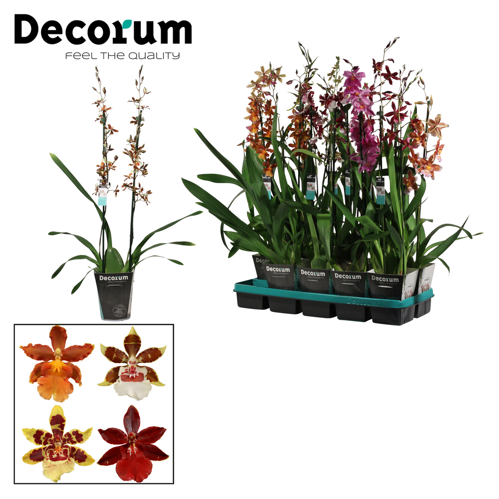 Cambria 2 tak mix lang (Decorum).