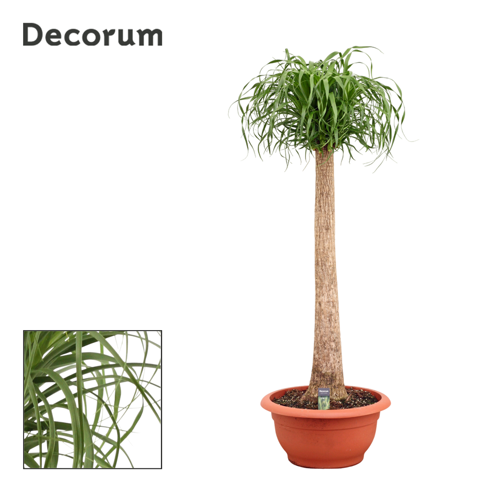 Beaucarnea recht 55 cm (Decorum).