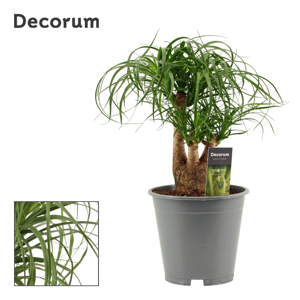 Beaucarnea vertakt 19 cm (Decorum).