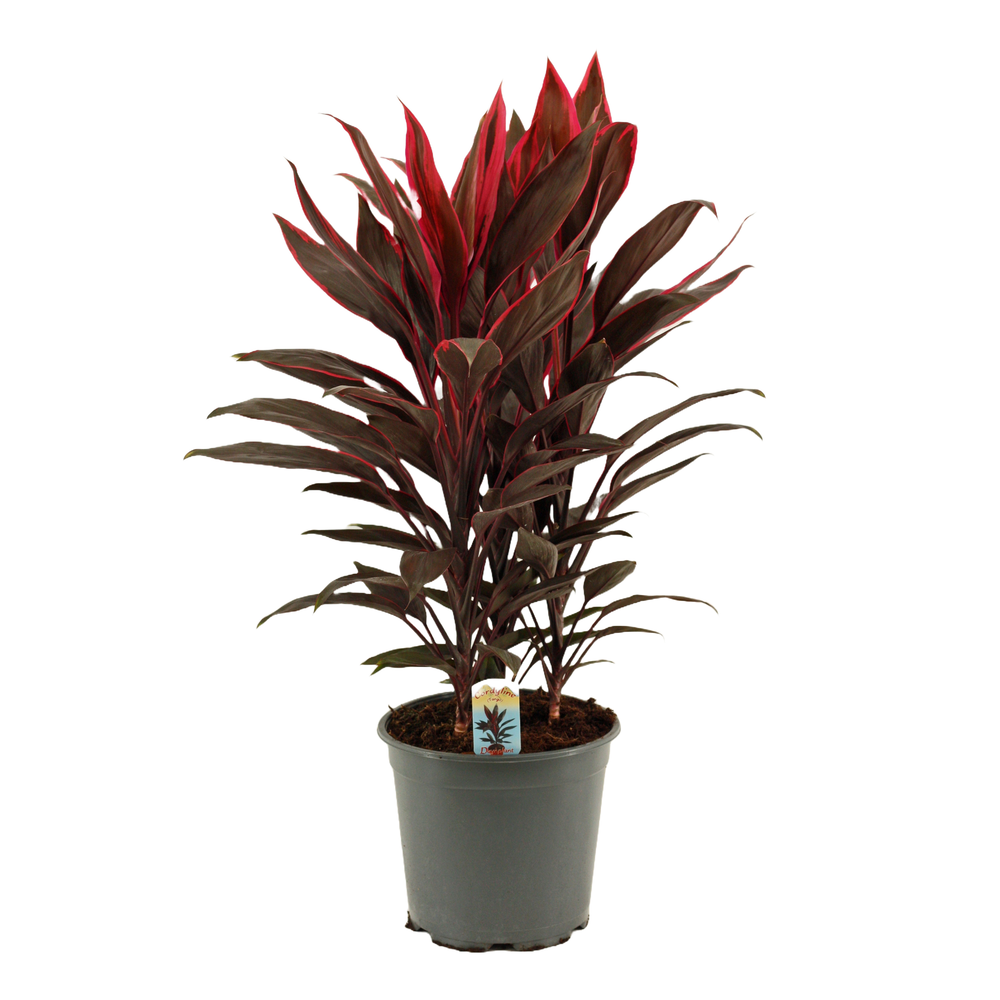 Cordyline Tango Toef 19 cm.