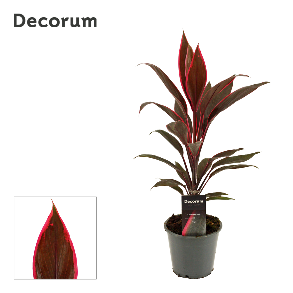 Cordyline Tango 12 cm ( Decorum ).