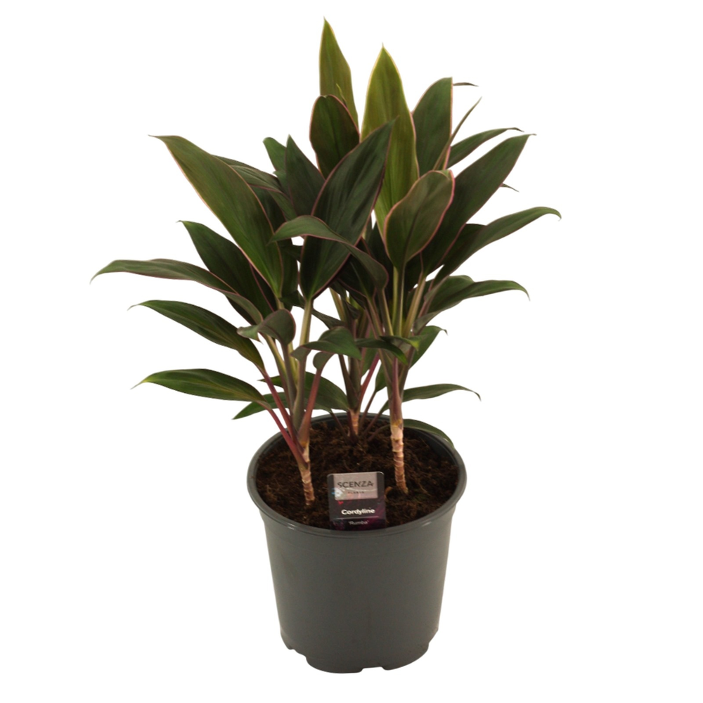 Cordyline Rumba Toef 19 cm.