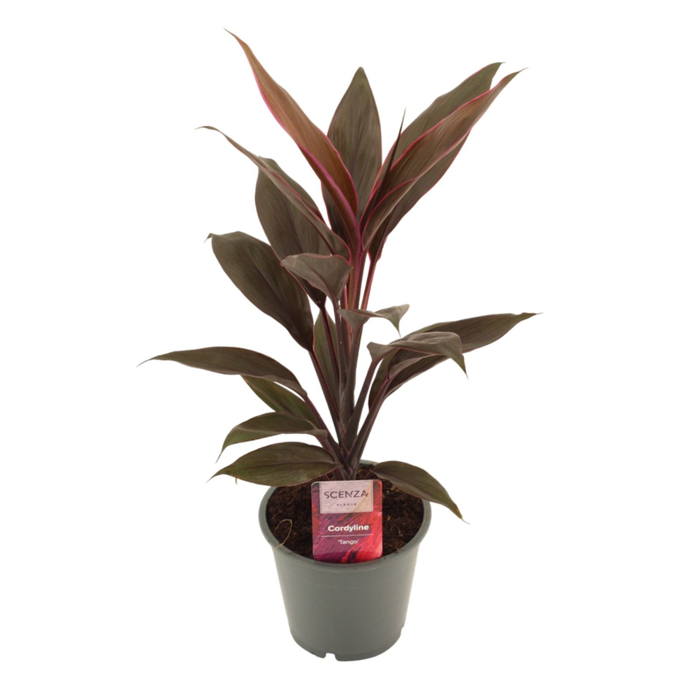 Cordyline Tango 12 cm.
