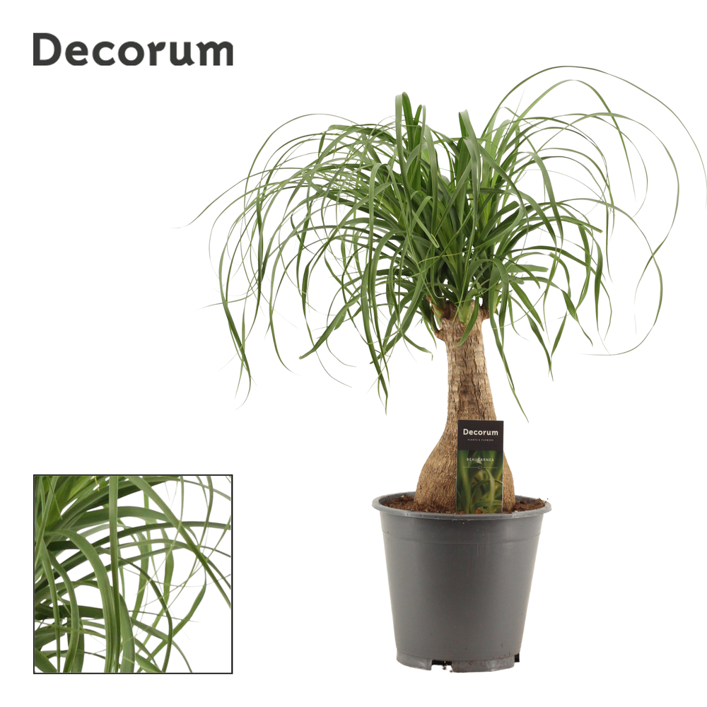 Beaucarnea recht 19 cm containerpot (Decorum).