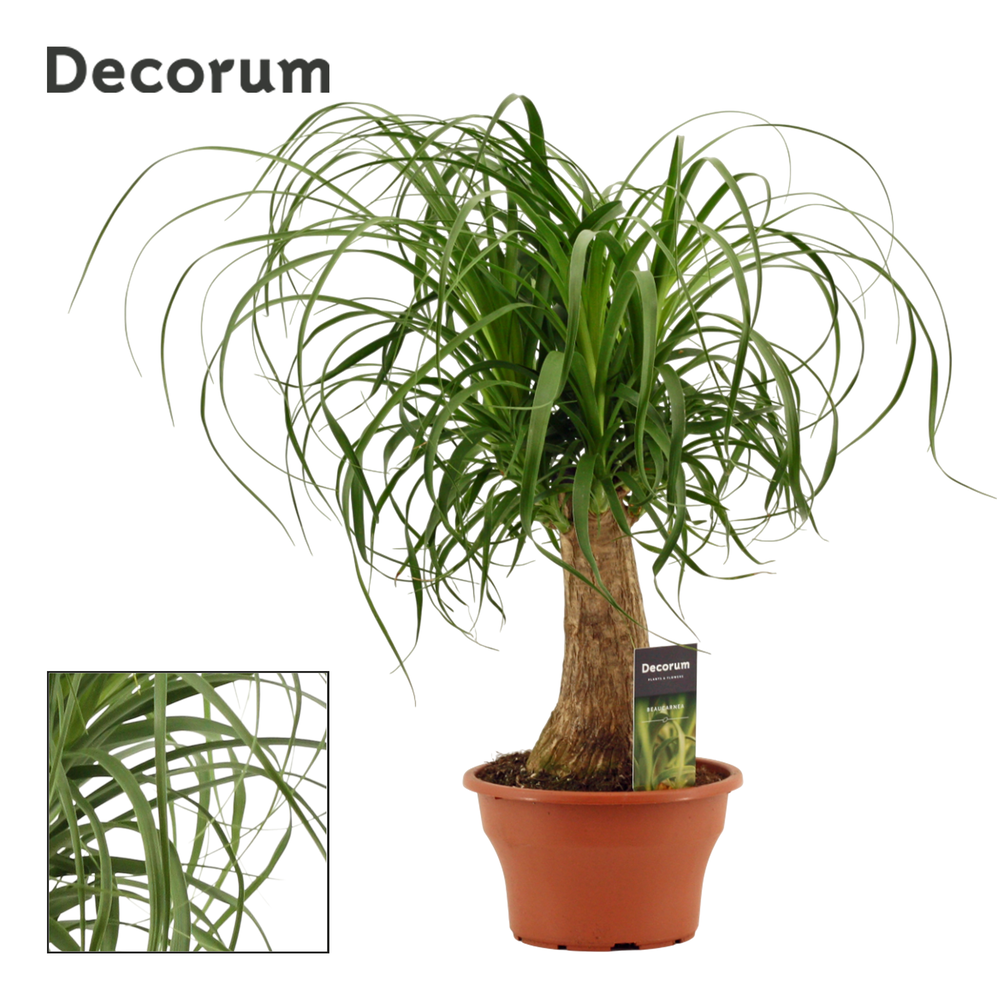 Beaucarnea recht 19 cm schaal (Decorum).