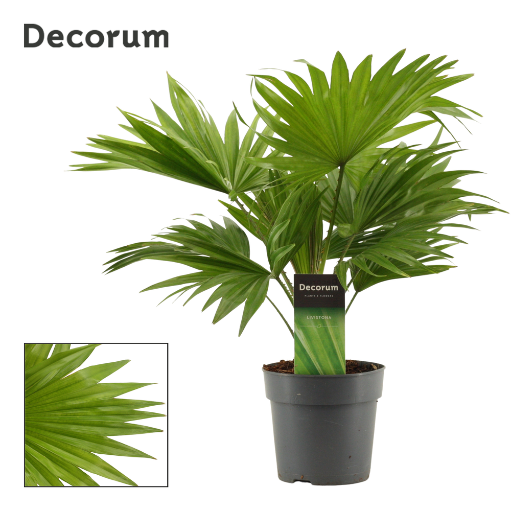Livistona Rotundifolia 12cm(Decorum).