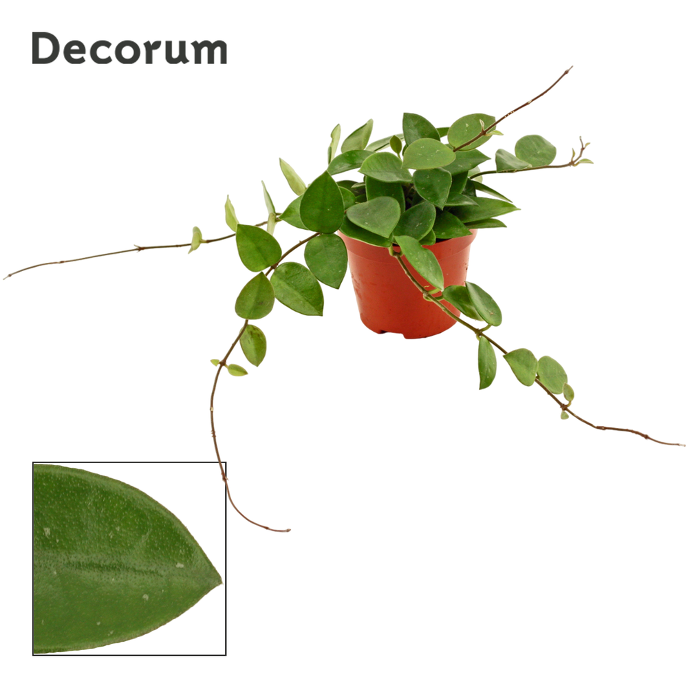 Hoya 9 cm CV Chouke (Decorum).