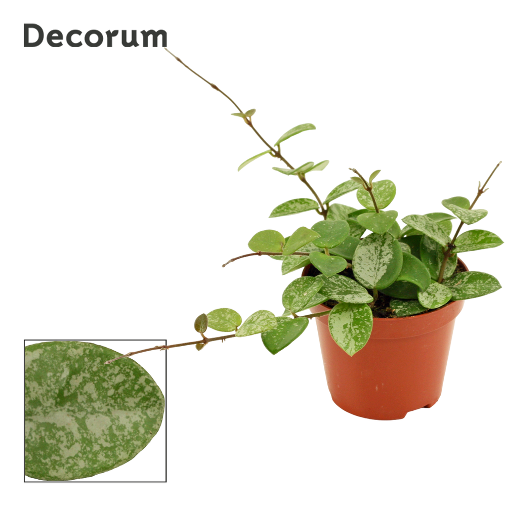 Hoya 9 cm Mathilde splash (Decorum).