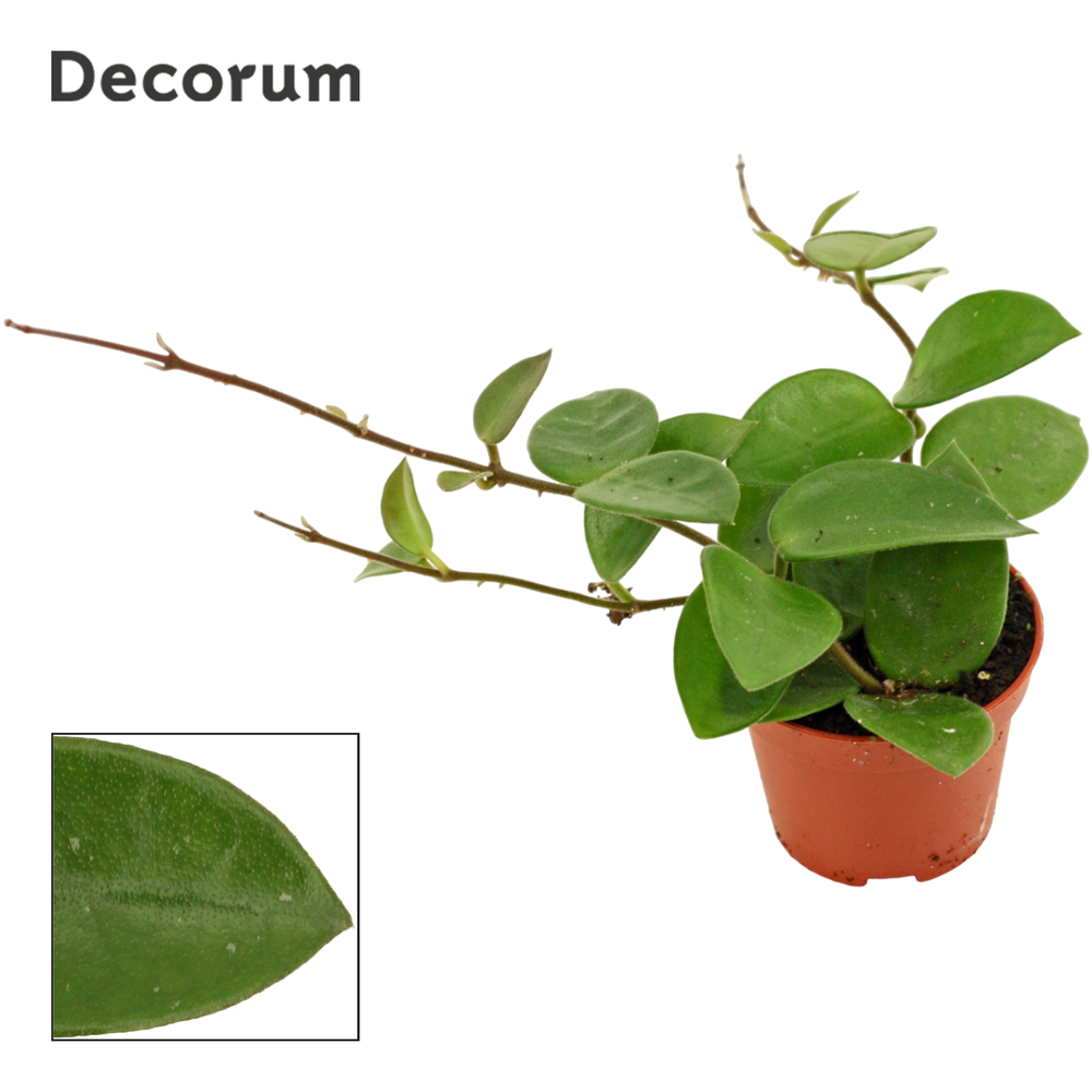 Hoya 6 cm CV Chouke Decorum.