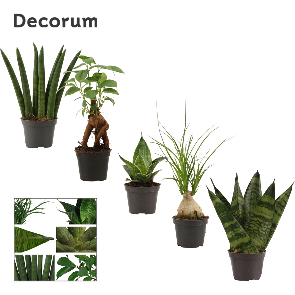Groenmix mini (Decorum).