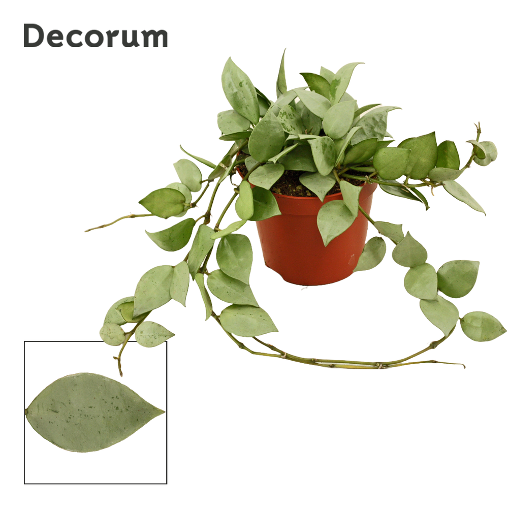 Hoya krohniana 9 cm Eskimo (Decorum).