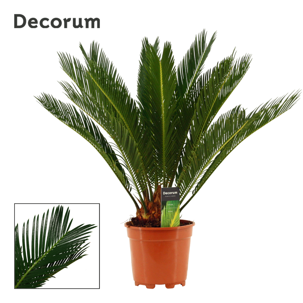 Cycas revoluta 17 cm, 12+ veren (Decorum).