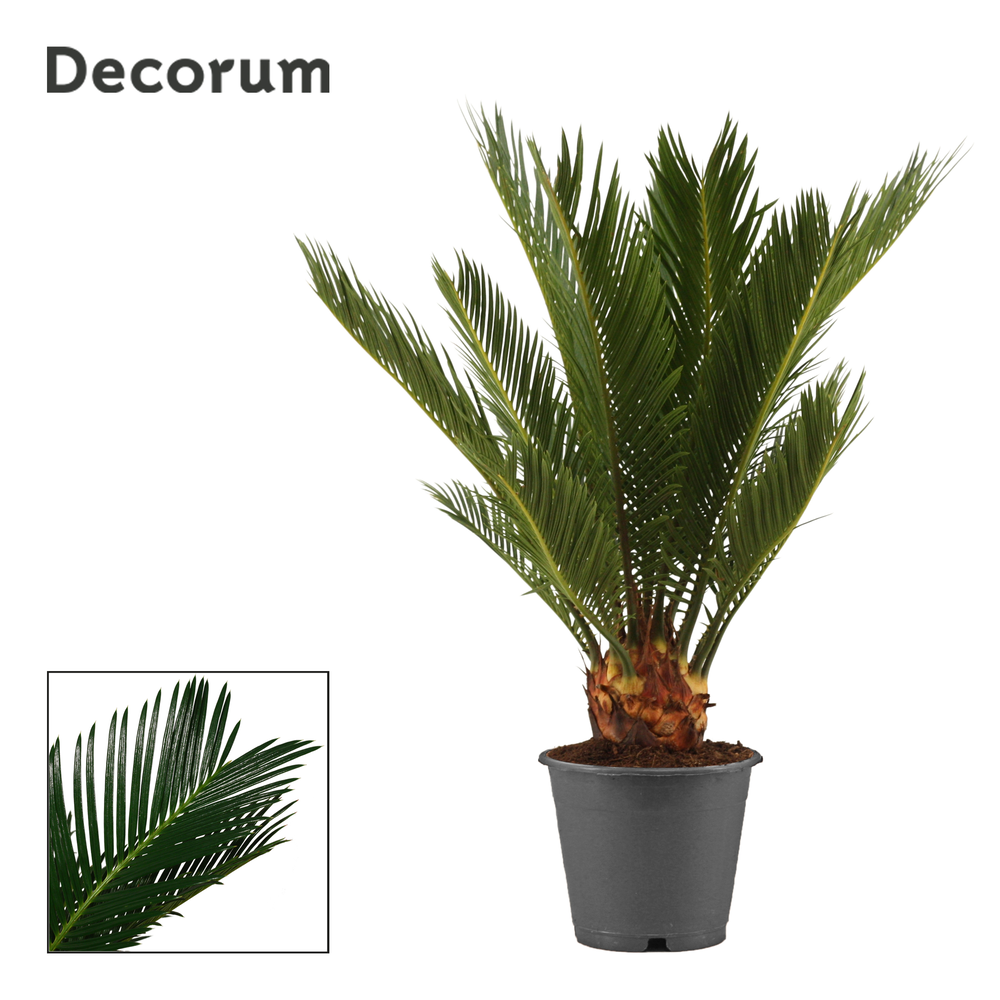 Cycas revoluta 12 cm, 6+ veren (Decorum).