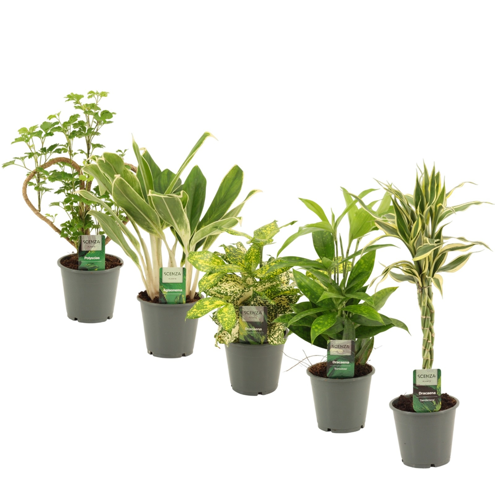 Green Extreme Mix 12 cm.