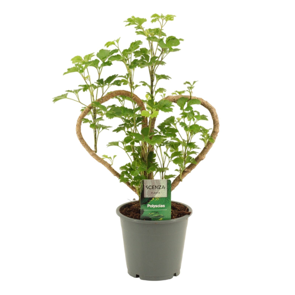 Polyscias Hart 12 cm.