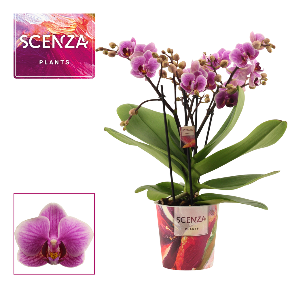 Phalaenopsis dazzling Diva 3-4 tak (Scenza).