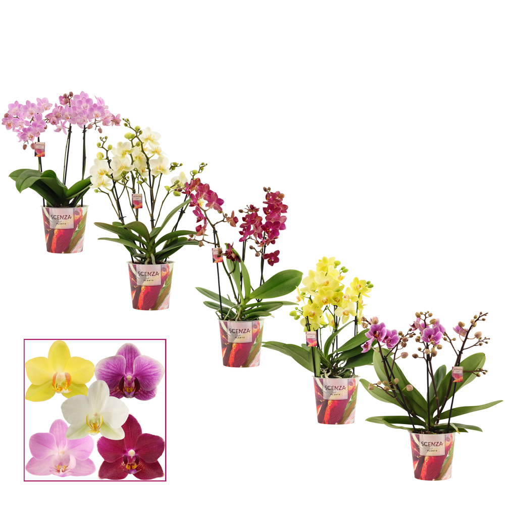 Phalaenopsis dazzling melange 3-4 tak (Scenza).