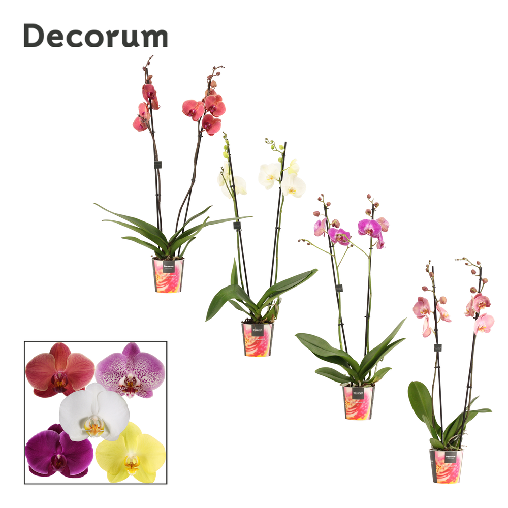 Phalaenopsis 2 tak 16+ mix (Decorum).