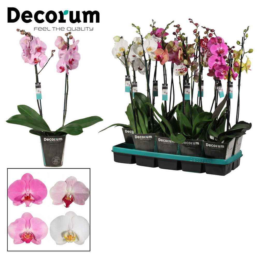 Phalaenopsis 2 tak 18+ mix lang (Decorum).