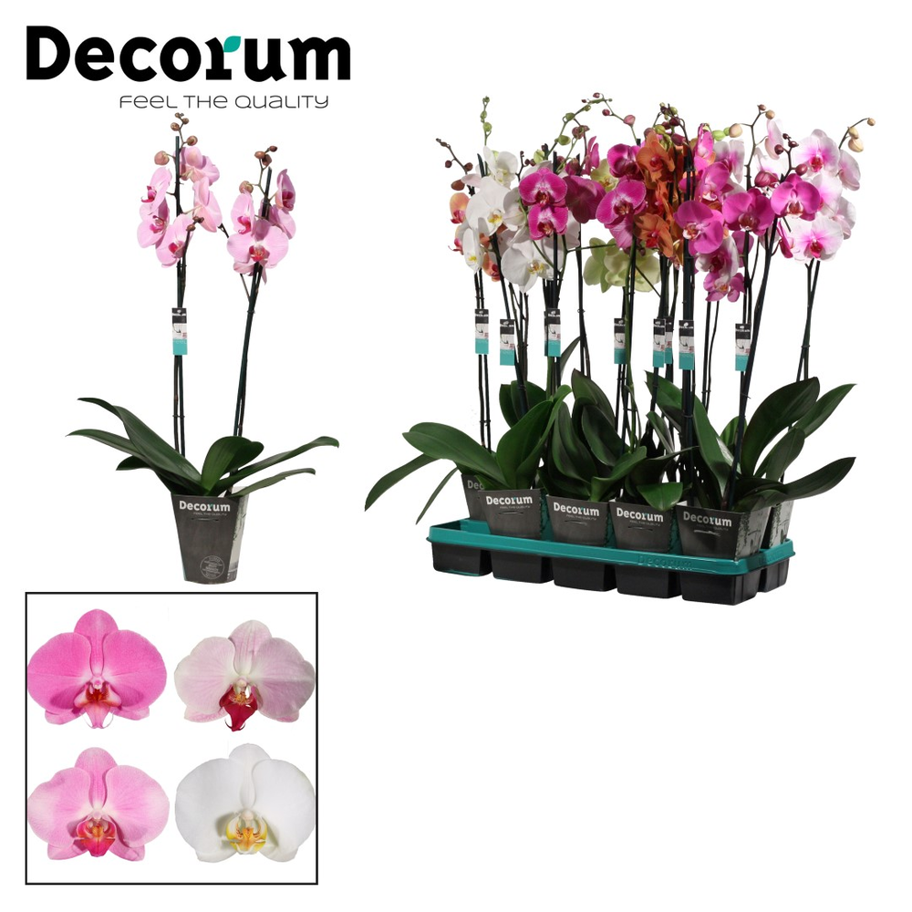 Phalaenopsis 2 tak 18+ East Europe mix (Decorum).