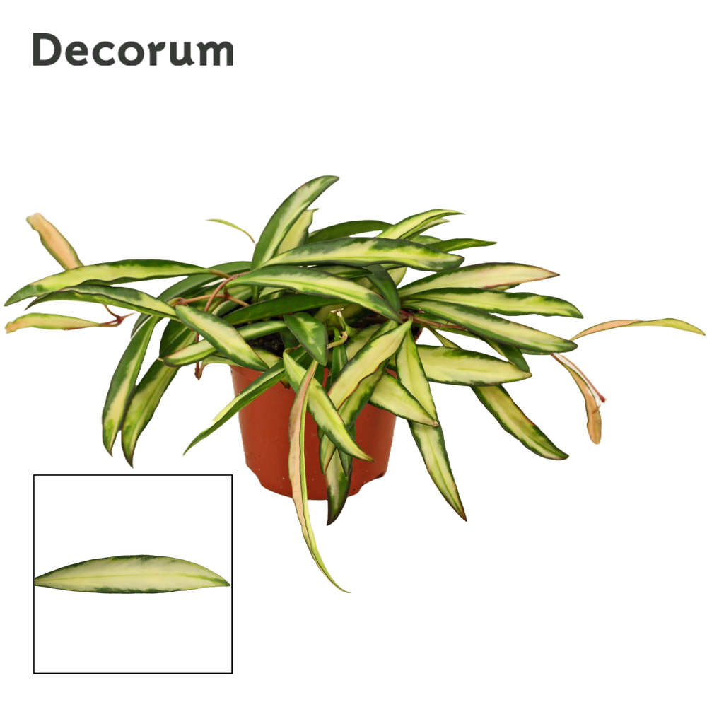 Hoya wayetii 9 cm Tricolor (Decorum).
